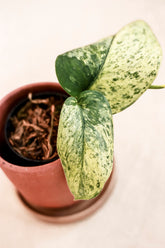 Scindapsus jade satin variegata cream blue